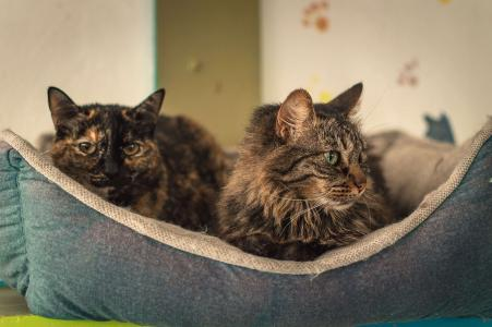Como introduzir um novo gato em casa sem estressar o gato antigo: passo a passo
